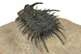 Spectacular Spiny Odontopleurid (Proceratocephala) Trilobite #241206-4